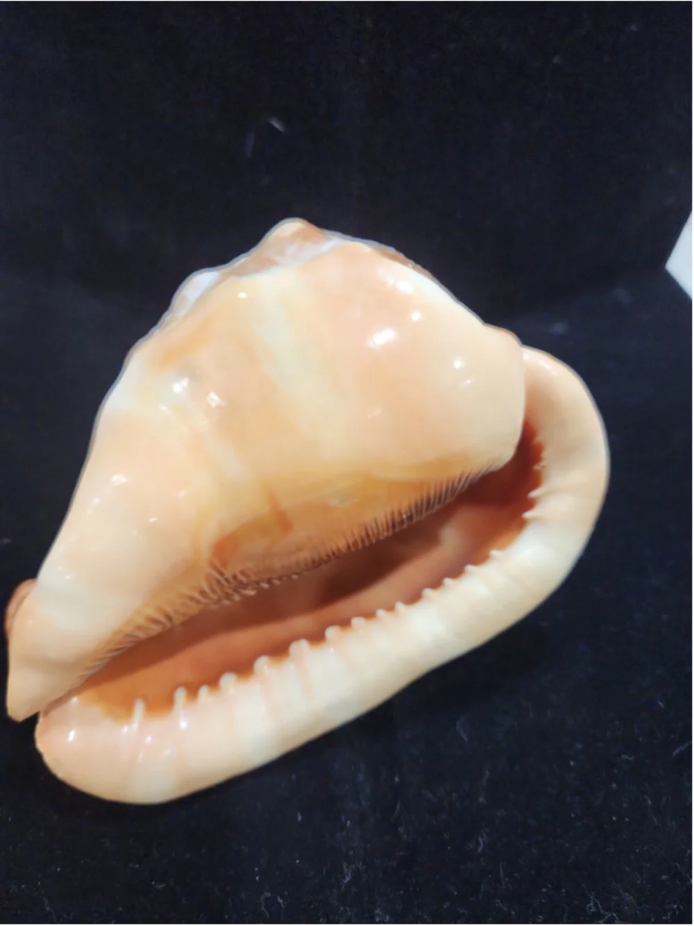 Natural Red Cameo Cypraecassis Conch Sea Shell 6x5x4
